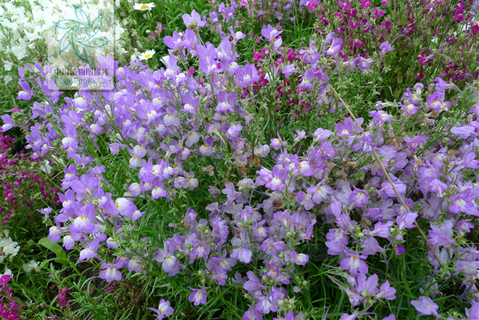  p>紫花柳穿鱼 a href="#" data-lemmaid="795793">穗状花序 /a>数朵