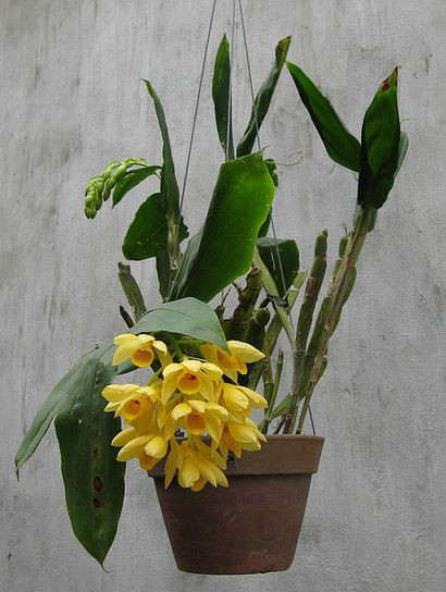  p>具槽石斛(学名: i>dendrobium stuposum /i>  lindl.
