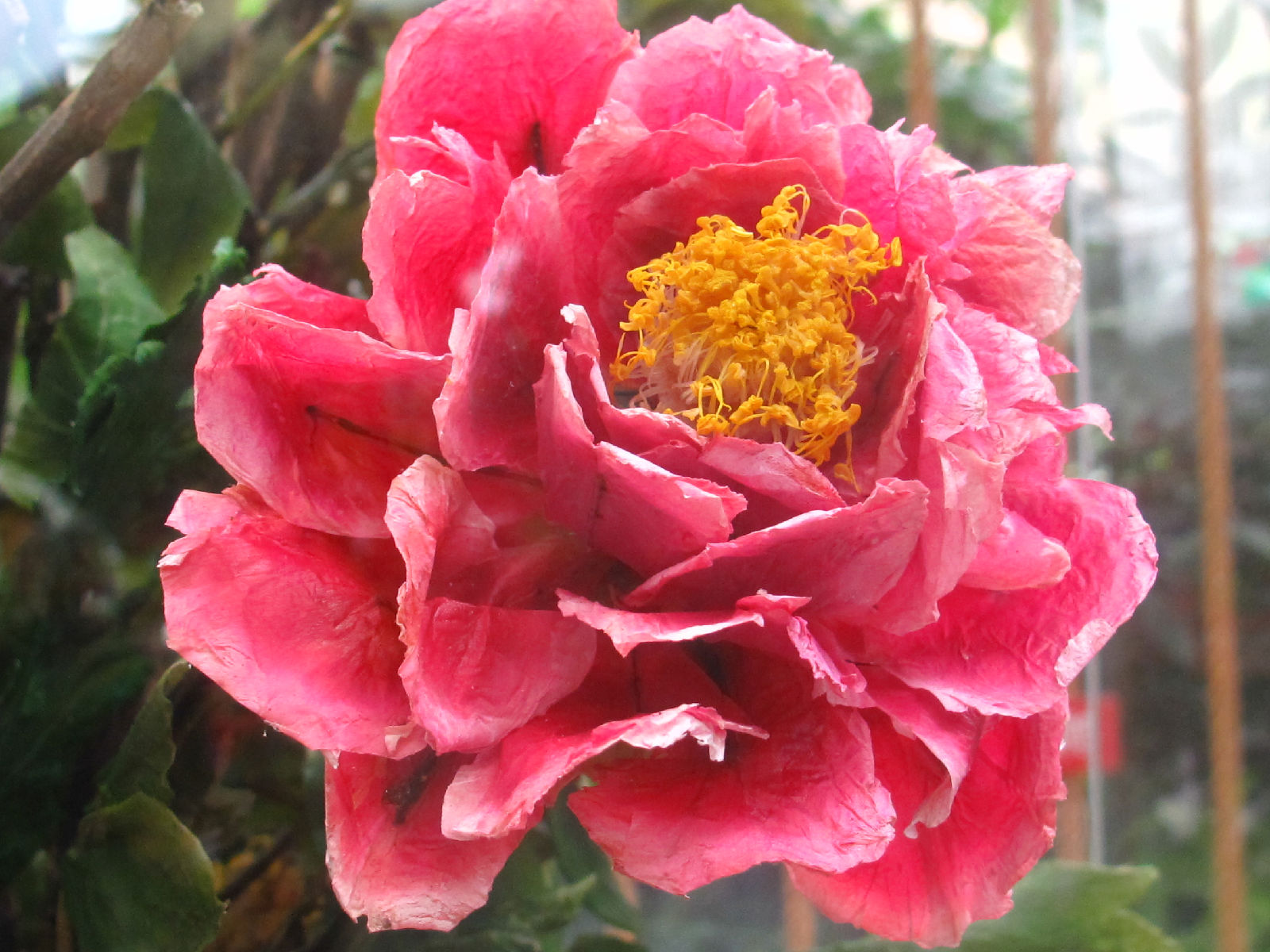  p data-id="go0alptnin">花牡丹,仙人掌科,通常单生,老株个别的也会
