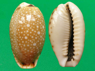  p>梨皮宝螺(学名:erosaria labrolineata labro