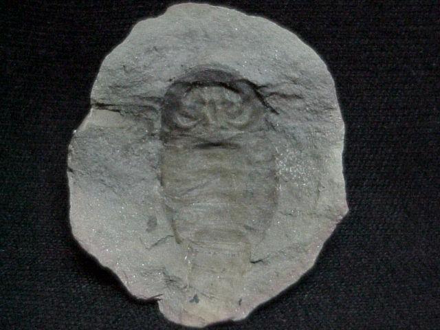  p>阿德尔曼鲎超科adelophthalmoidea一共有四十三种 , 它们是 a