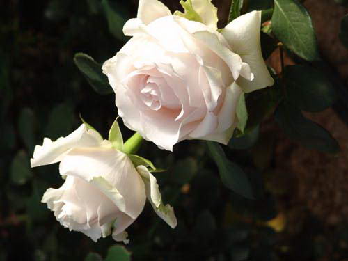  p>四大切花为月季,菊花,香石竹(即康乃馨),唐菖蒲(即剑兰).