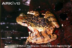  p>小湍蛙(学名:amolops torrentis)为蛙科湍蛙属的两栖动物,是中国的