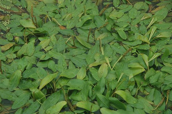  p>蓼叶眼子菜(学名:potamogeton polygonifolius pour.