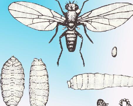 a href="#" data-lemmaid="2797173">环裂亚目 /a>有缝组无瓣类的一科