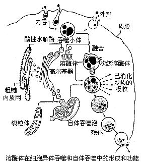 8微米的泡状结构,内含许多水解酶,溶酶体在细胞中的功能,是分解从外界