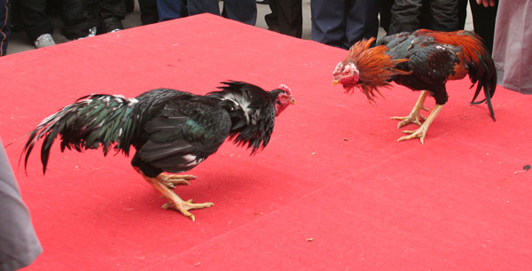 中国斗鸡