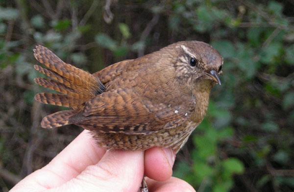  p>冬鹪鹩(学名: i>troglodytes troglodytes /i>):是一种小型 a