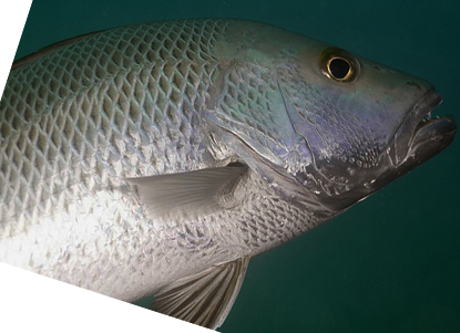  p>是一种 a href="#" data-lemmaid="7624345">笛鲷科 /a>海生鱼类