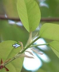完全叶_百度百科