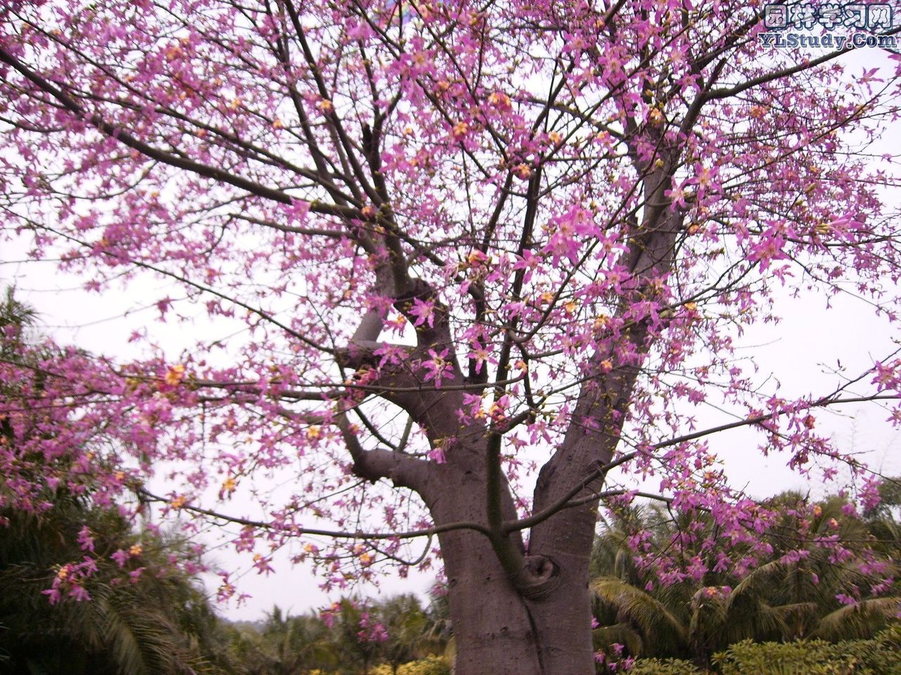  p>木棉花(kapok)是南方的特产,是 a target="_blank" href="/item