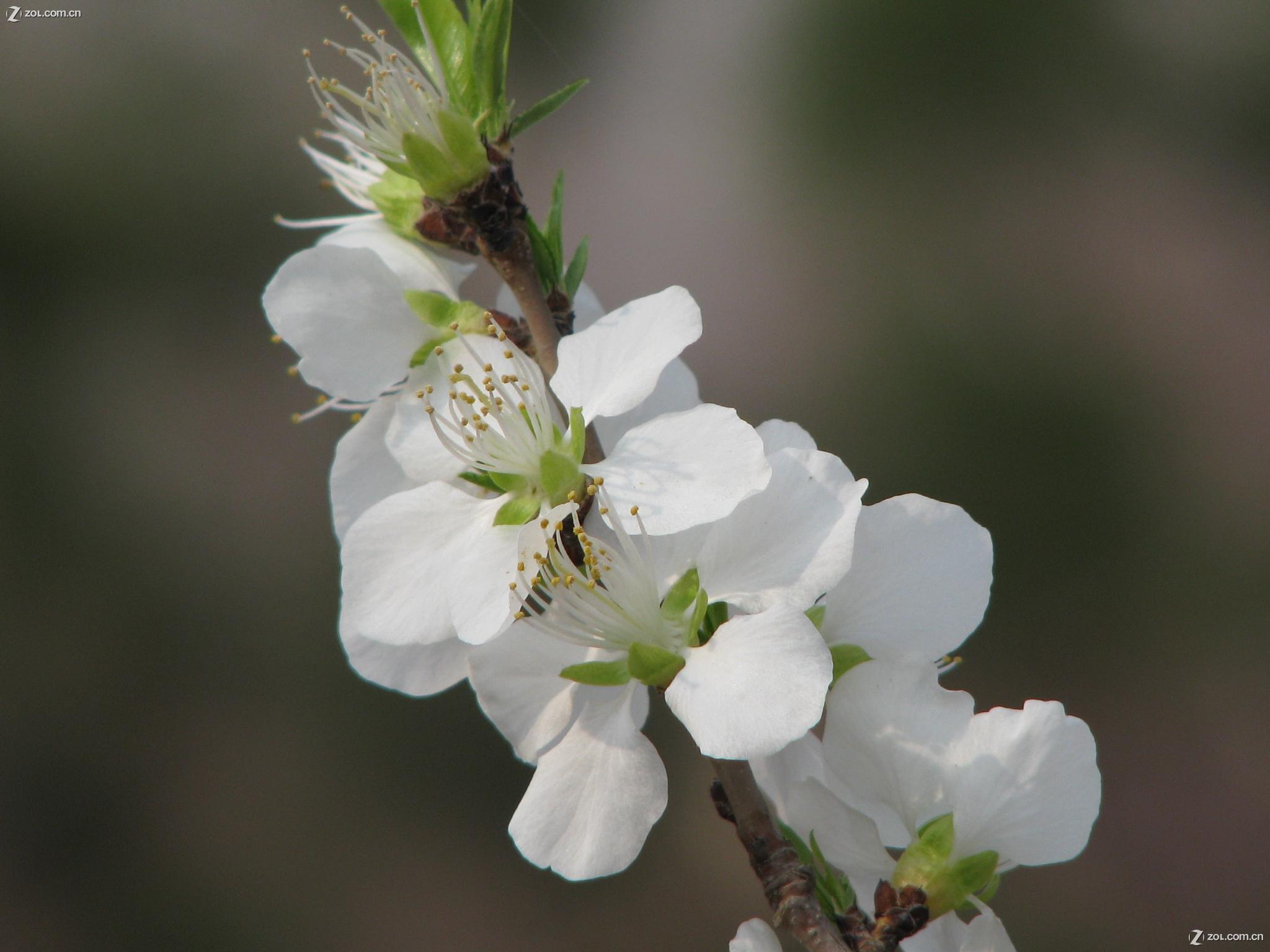 嫩枝呈现褐色或褐红色;树叶叶柄短,叶子呈圆形;杏花开放时花瓣呈现玉