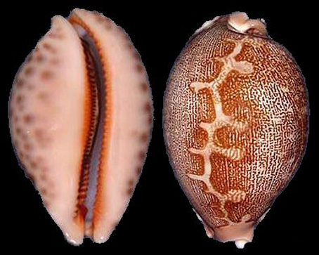  p>地理宝螺(学名:leporicypraea geographica geographica)是腹足纲