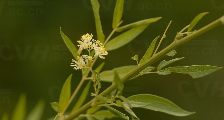  p> b>箭头唐松草 /b>(学名: b> i>thalictrum simplex /i> /b>)是 a