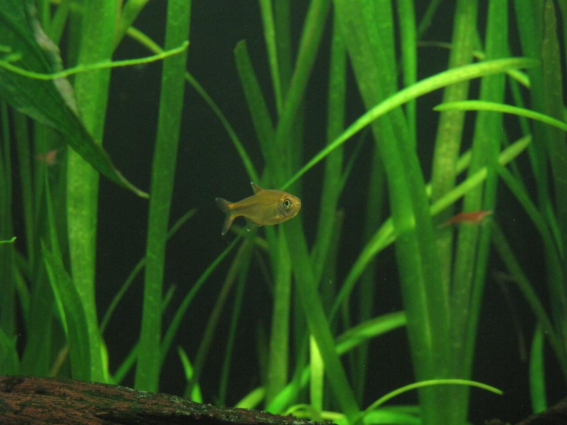  p>迷你灯鱼,学名银顶光尾裙鱼(hasemania nana),又称银尖鱼,金针,黄