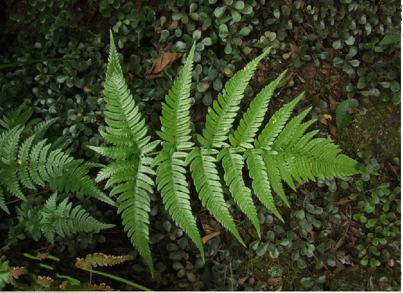  p>太平鳞毛蕨是鳞毛蕨科 a href="#" data-lemmaid="2864823">鳞毛蕨