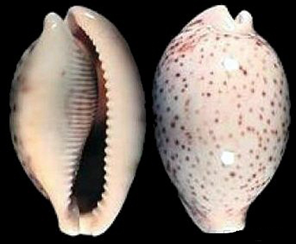  p>花豹宝螺(学名:cypraea pantherina )是腹足纲宝螺科的软体动物.