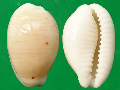  p>银丝宝螺(学名: i>palmadusta clandestina /i>):头部发达呈筒状而