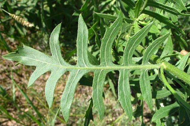  p>麻花头(学名: i>klasea centauroides /i> (l.) cass.