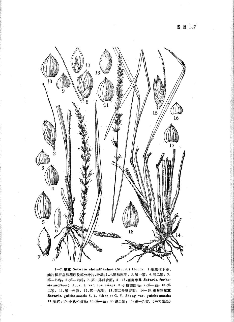 data-lemmaid="2551238">狗尾草属 /a>的多年生单子叶植物