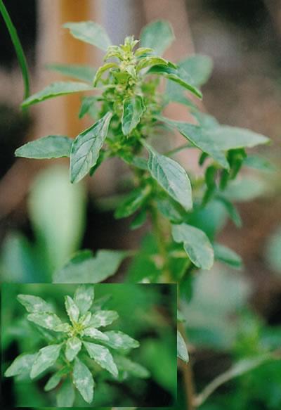  p>合被苋,石竹目 a href="#">苋科 /a>苋属,目原产于加勒比海岛屿