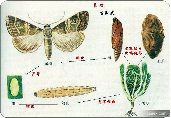  p>大菜螟(crocidalomia binotalis zeller)属昆虫纲,鳞翅目,螟蛾科.