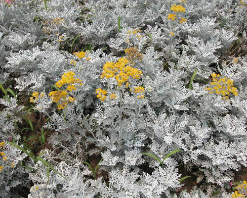  p>银叶菊(学名: i>jacobaea maritima /i> (l.