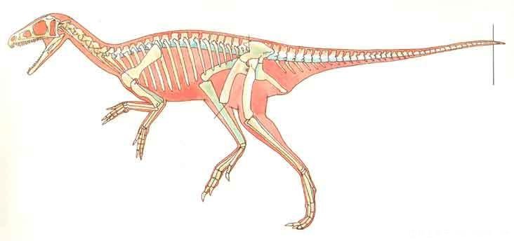 南十字龙(staurikosaurus)