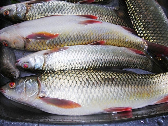  p>鲤形目,cypriniformes,是 a href="#" data-lemmaid="3516708">