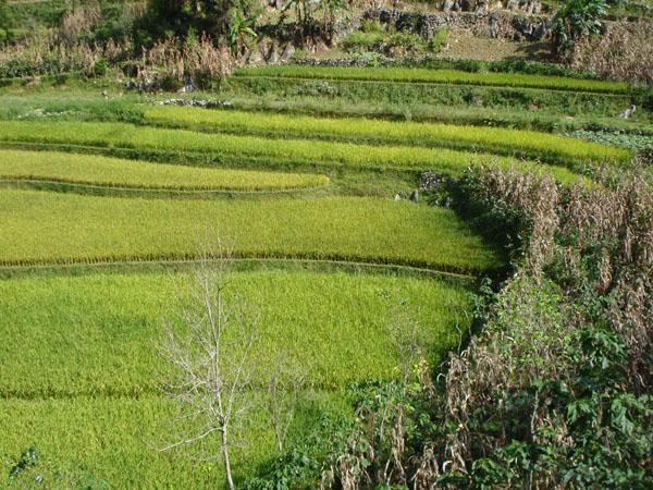 " href="/item/隶属">隶属 /a>于云南省文山州西畴县法斗乡法斗行政村