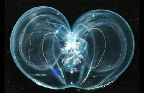 lemmaid="2288896">栉水母动物门 /a>有触手纲球水母目栉水母属的一种