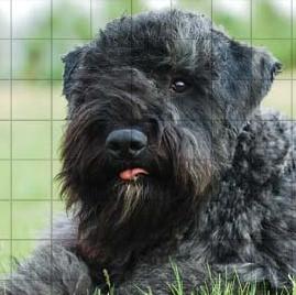法兰德斯牧牛犬