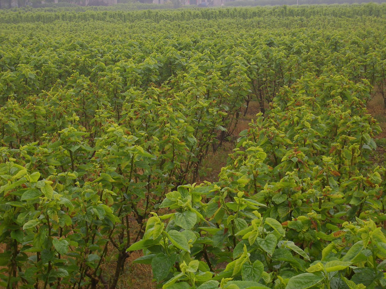 桑树图片(野生桑树图片)