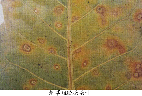 烟草蛙眼病