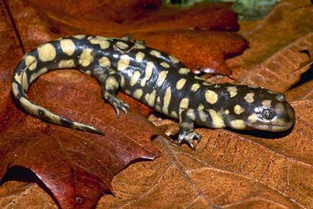  p>虎纹钝口螈(学名: i>ambystoma tigrinum /i>)是北美特有的一种钝