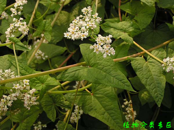  p>金荞麦(学名: i>fagopyrum dibotrys /i> (d.