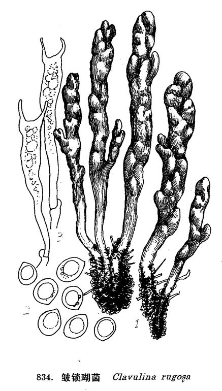  p>形态特征:子实体高4-8.