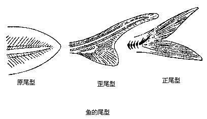 尾型_百度百科