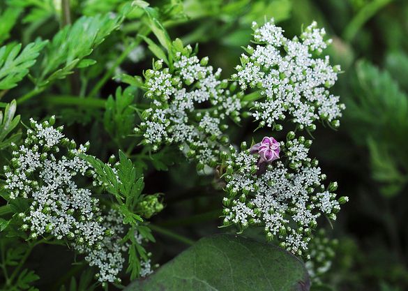 cnidii monnieri fructus