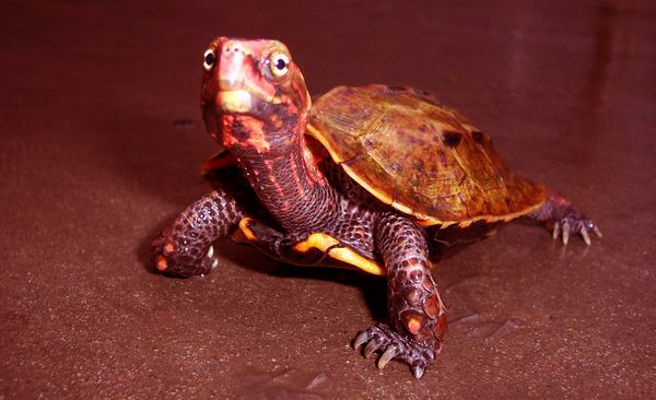  p>地龟(学名: i>geoemyda spengleri /i>)是龟科,地龟属半水栖的龟类