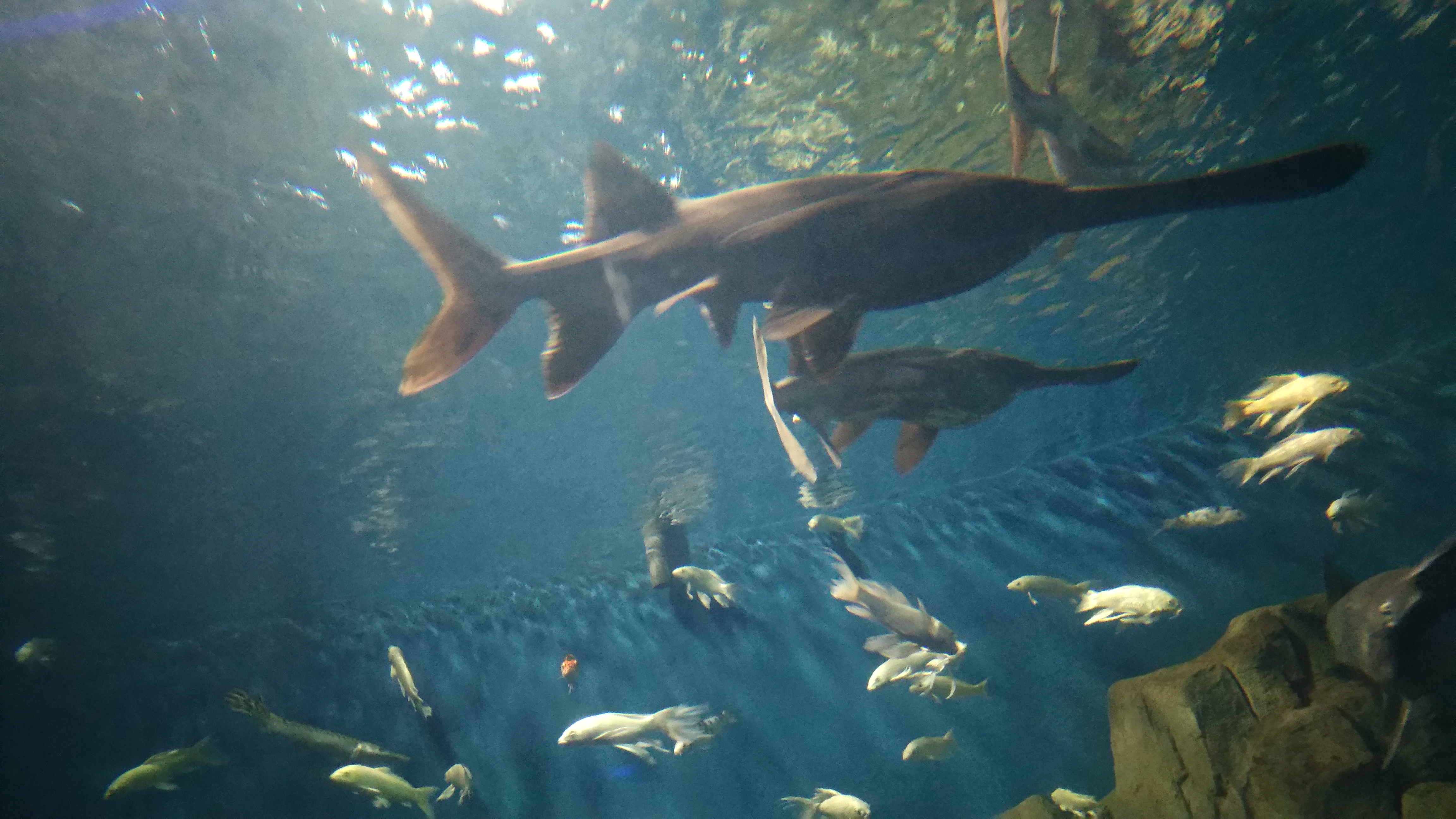 开封东京海洋馆