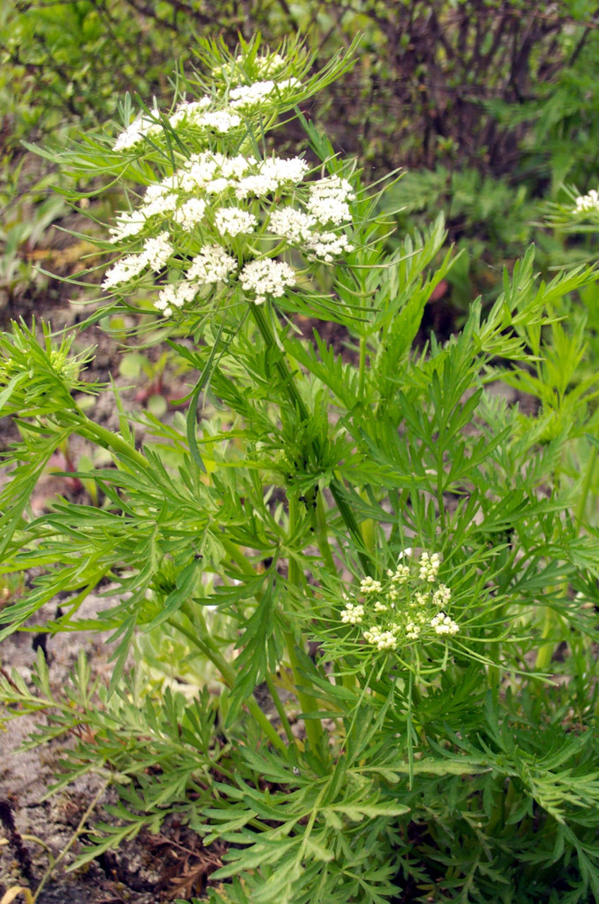 anethum graveolens l.