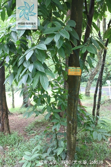 s. moore, a href="#">山矾科 /a> a href="#">山矾属 /a>植物.