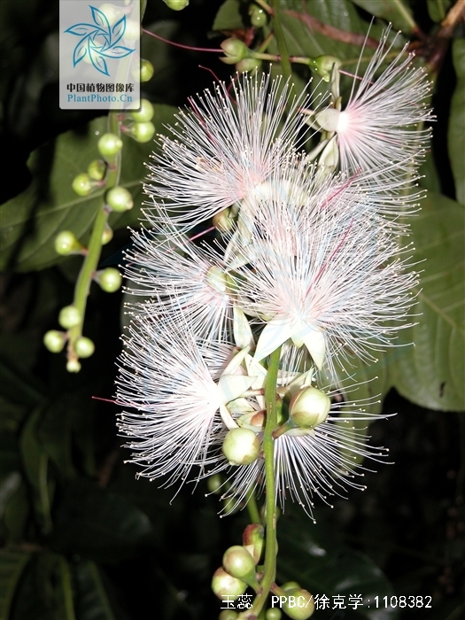  p>玉蕊(学名: i>barringtonia racemosa  /i>(l.