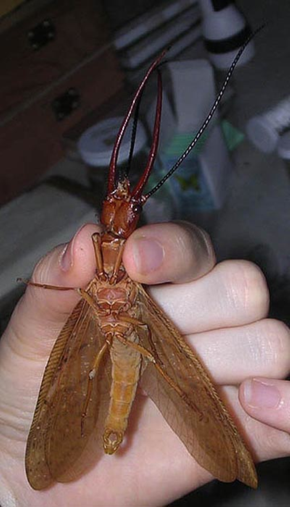  p>通称为 a href="#" data-lemmaid="273173">齿蛉 /a>或 a href="#"