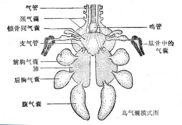 嗉囊位于<a target="