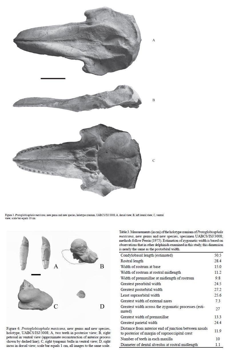 的第二种鲸类,当它们刚被发现时,古生物学家还以为它们是械齿鲸的幼鲸