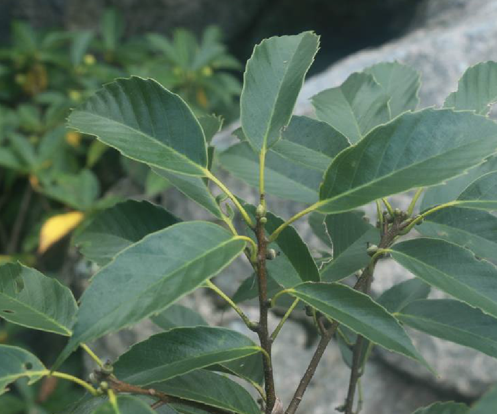  p>多脉青冈(学名: i>cyclobalanopsis multinervis  /i>w. c.