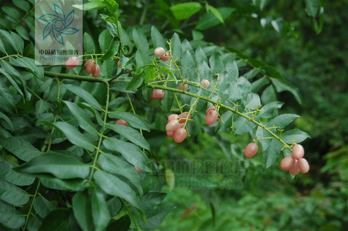  p>假黄皮(学名: i>clausena excavata  /i> burm.f.