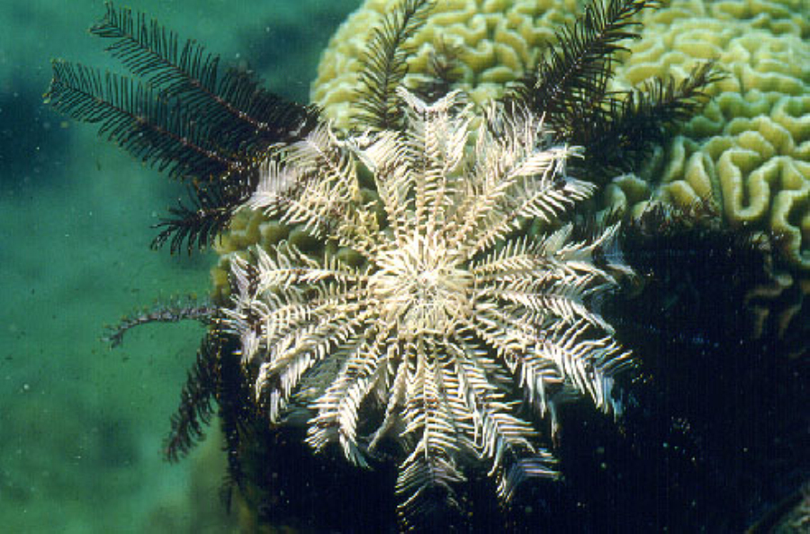  p>海百合是一种始见于早 a target="_blank" href="/item/寒武纪